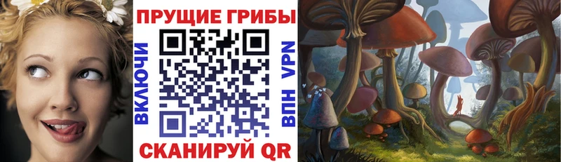 Галлюциногенные грибы Psilocybe Лабинск